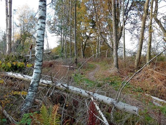 Stellmoorer Tunneltal